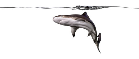 Blacktip reef shark swimming under water line viewed from below, Carcharhinus melanopterus, isolated on whiteの写真素材