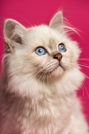 Close-up of a Birman cat, looking up, on pink backgroundの写真素材