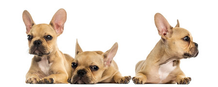 Three French bulldog puppies lyingの写真素材