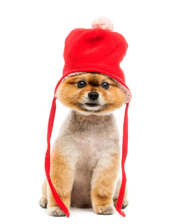 Grommed Pomeranian dog sitting and wearing a red bonnetの写真素材