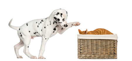 Dalmatian puppy playing with a cat hiding in a basket