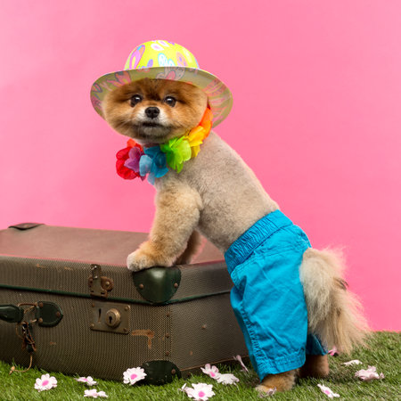 Groomed Pomeranian dog wearing shorts, colored hat and Hawaiian lei and leaning on an old suitcase on grass in front of pink backgoundの写真素材