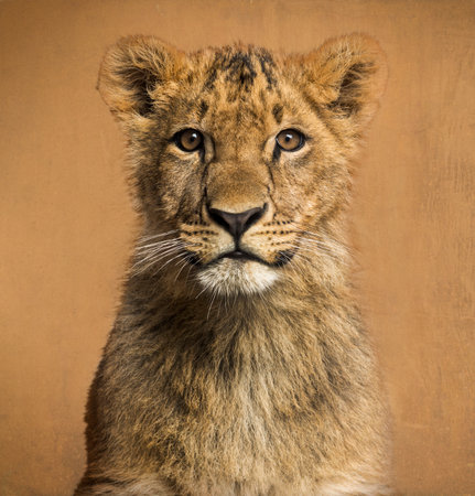 Close-up of a Lion cub in front of a vintage backgroundの写真素材