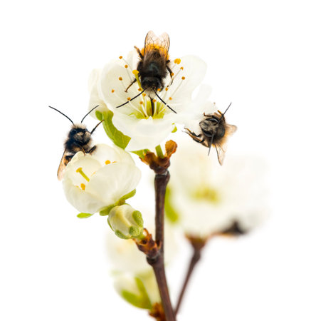 Group of Bees pollinating a flower - Apis mellifera, isolated on whiteの写真素材