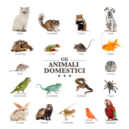 poster of pets in italianの写真素材