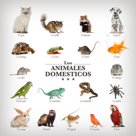 poster of pets in spanichの写真素材