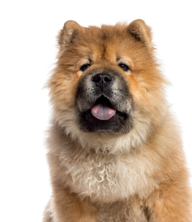 Headshot of a Chow Chow (7 months old)の写真素材