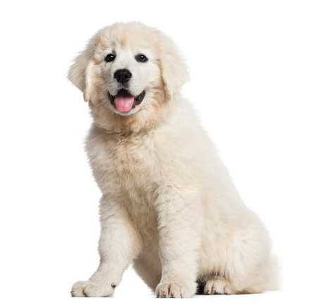 Polish Tatra Sheepdog puppy (3 months old) sitting and looking