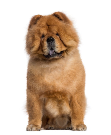 Chow Chow sitting (3 years old)の写真素材