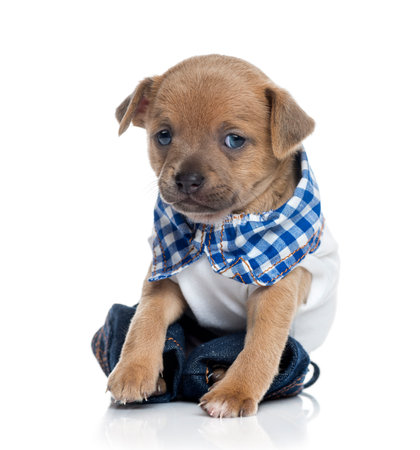 dressed Chihuahua puppy (1 month old)の写真素材