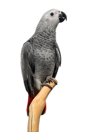 African Grey Parrot (3 months old) perched on a branch, isolated on whiteの写真素材