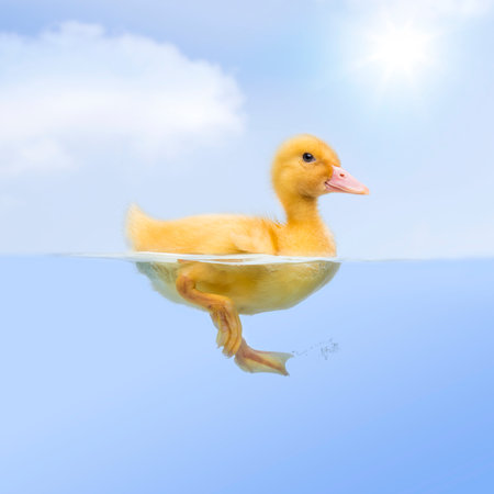 Duckling (7 days old) swimmingの写真素材