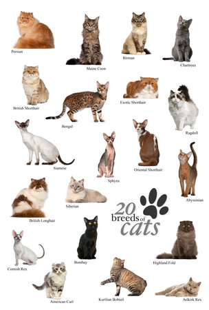 Cat breeds poster in Englishの写真素材