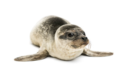 Common seal pup, isolated on whiteの写真素材