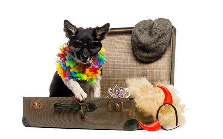 Border collie sitting in an old vintage suitcase full of accessoriesの写真素材
