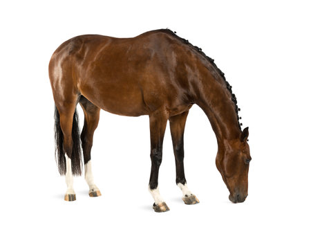 Rheinlander - 6 years oldの写真素材