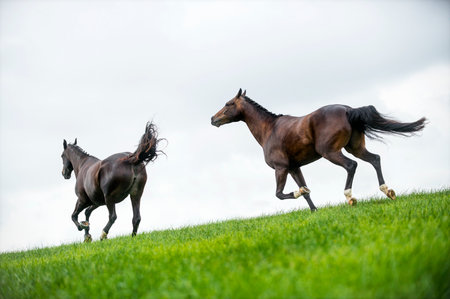 Horses galloping in a fieldの写真素材