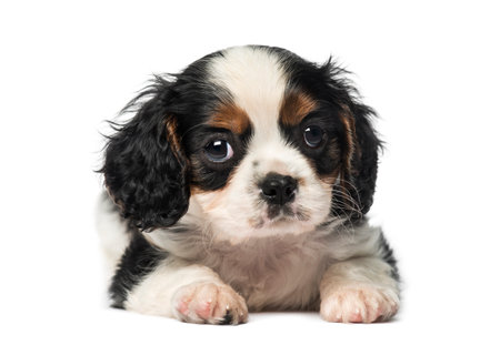 Cavalier King Charles Spaniel puppy (8 weeks old)の写真素材
