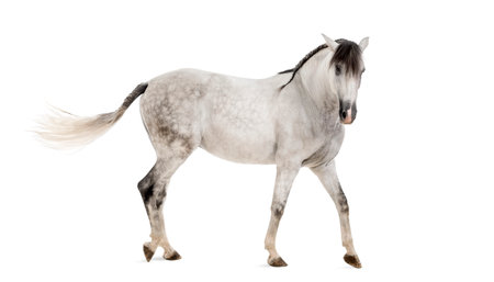 Andalusian horseの写真素材