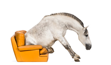 Andalusian horse sitting on an armchairの写真素材