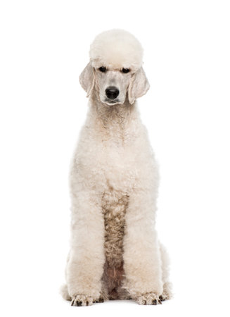 Poodleの写真素材