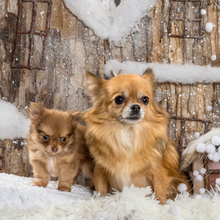 Chihuahuas in front of a Christmas sceneryの写真素材