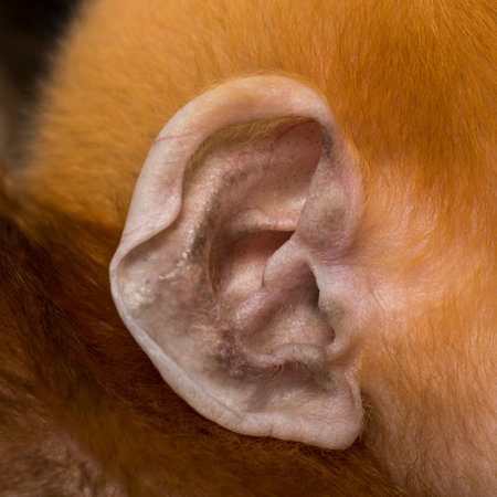 Close-up on the ear of a baby Francois Langur (1 month)の写真素材