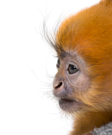 Close-up of a baby Francois Langur (1 month)の写真素材