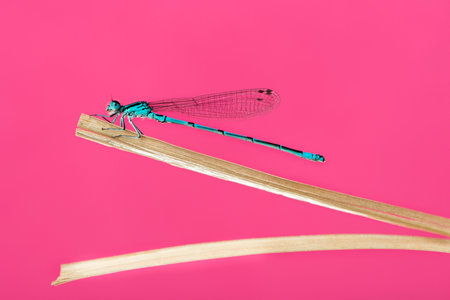 Azure damselfly, Coenagrion puella, on a straw in front of a pink の写真素材