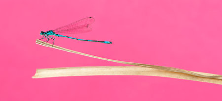 Azure damselfly, Coenagrion puella, on a straw in front of a pink backgroundの写真素材