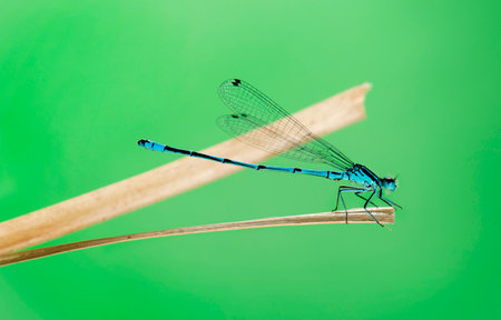 Azure damselfly, Coenagrion puella, on a straw in front of a green の写真素材