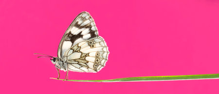 Marbled white, Melanargia galathea, on a blade of grass in front of a pink backgroundの写真素材