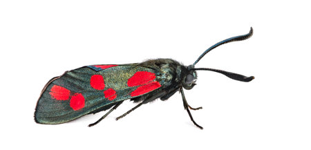 Six-spot burnet, Zygaena filipendulae in front of a white の写真素材