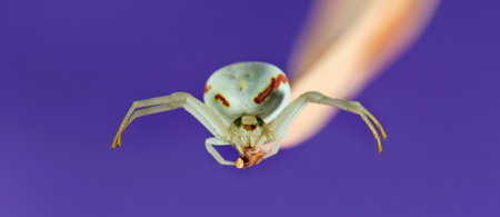 Golden Crab Spider, Misumena vatia, on a blade of grass in front of a purple 