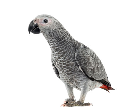 African Grey Parrot in front of a white の写真素材