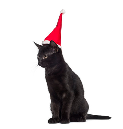 Black kitten sitting and wearing a Santa hat in front of a white の写真素材