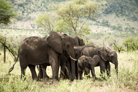 Herd of elephant, Serengeti, Tanzania, Africaの写真素材