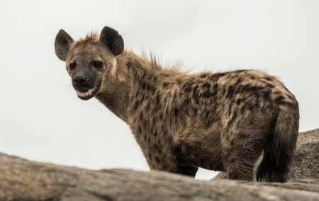 Hyena standing on rock, Serengeti, Tanzania, Africaの写真素材