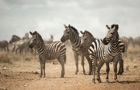 Zebra standing, Serengeti, Tanzania, Africaの写真素材
