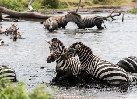 Zebras fighting in a river, Serengeti, Tanzania, Africaの写真素材