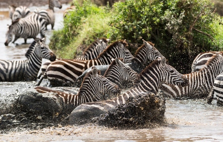 Zebras galloping in a river, Serengeti, Tanzania, Africaの写真素材