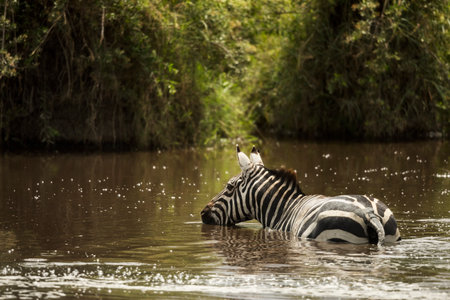 Zebra drinking in a river, Serengeti, Tanzania, Africaの写真素材