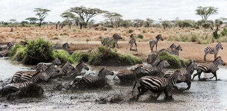 Herd of zebra galloping in a river, Serengeti, Tanzania, Africaの写真素材