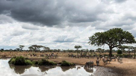 Herd of zebras resting by a river, Serengeti, Tanzania, Africaの写真素材