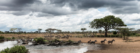 Herd of zebras resting by a river, Serengeti, Tanzania, Africaの写真素材