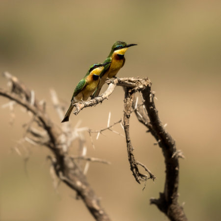 Two Little bee-eaters perched on a branch, Serengeti, Tanzania, Africa