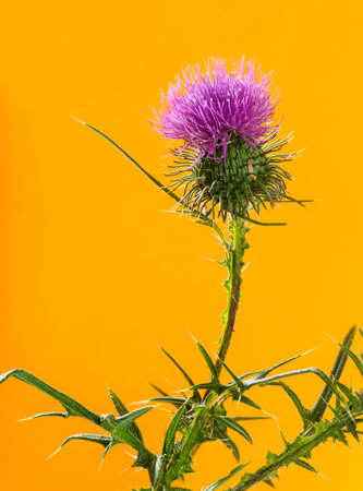 Thistle in front of an orange の写真素材
