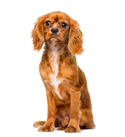 Cavalier King Charles Spaniel (8 months old) in front of a white backgroundの写真素材