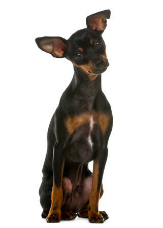 Miniature Pinscher sitting in front of a white backgroundの写真素材