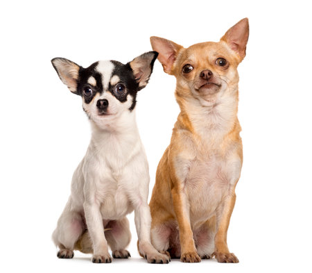 Two Chihuahuas sitting in front of a white backgroundの写真素材